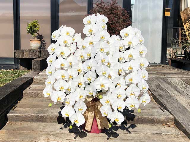 黒臼洋蘭園の胡蝶蘭の長持ちさせるお手入れ方法。胡蝶蘭の2度咲き