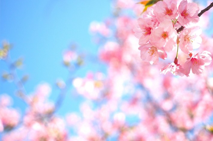 胡蝶蘭の季節ごとの育て方「春」。らんやタイムズ。黒臼洋蘭園