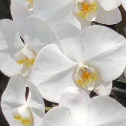 黒臼洋蘭園白色の胡蝶蘭。らんやタイムズ