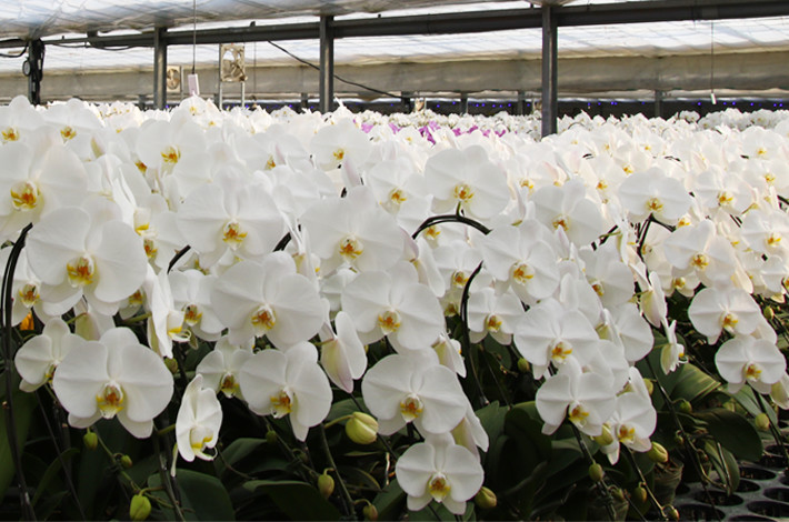 黒臼洋蘭園は創業36年。年間20万鉢の生産をしている。贈り物に選ばれる直営販売店