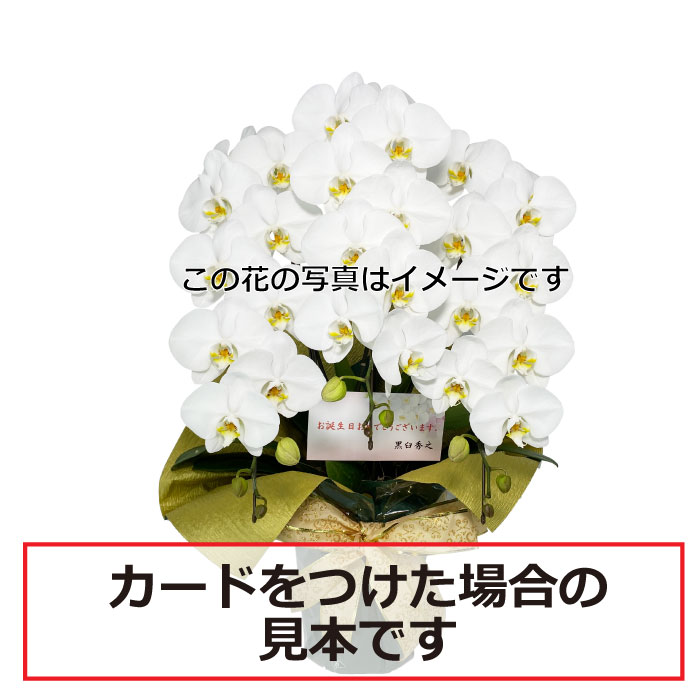 長寿（還暦/古希/喜寿/傘寿/米寿/卒寿/白寿）お祝いに贈る胡蝶蘭