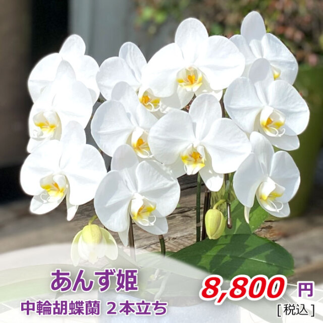 重要 胡蝶蘭のお手入れに欠かせない 水やり を解説 らんや T I M E S