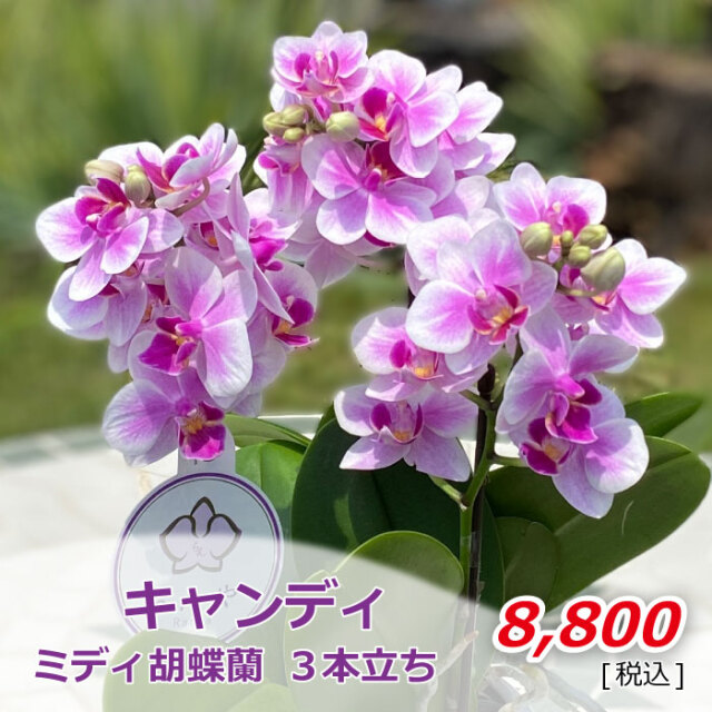 重要 胡蝶蘭のお手入れに欠かせない 水やり を解説 らんや T I M E S