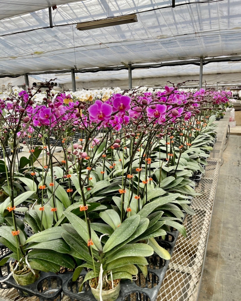 美しい胡蝶蘭を大量に生産できるワケ 美しい胡蝶蘭に隠された秘密 らんや T I M E S