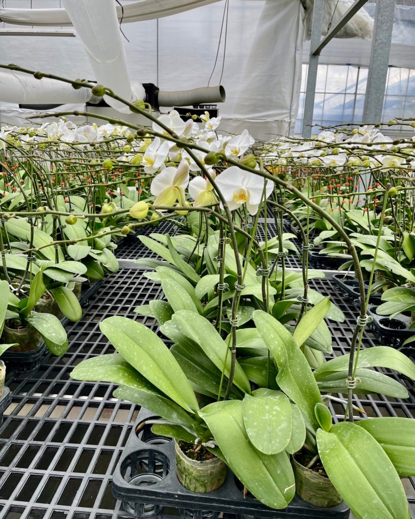 美しい胡蝶蘭を大量に生産できるワケ 美しい胡蝶蘭に隠された秘密 らんや T I M E S
