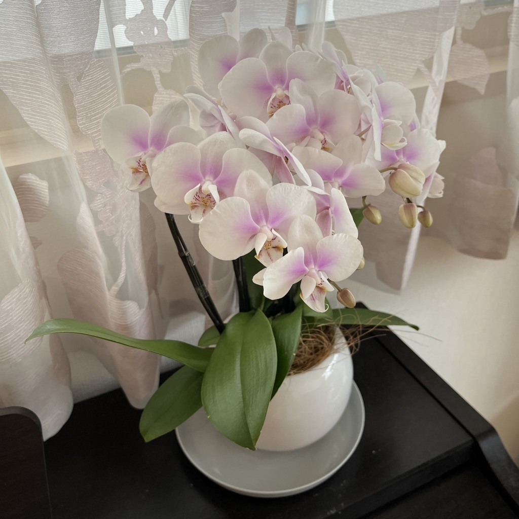 胡蝶蘭の管理が楽って本当 胡蝶蘭初心者が自宅で育ててみた らんや T I M E S