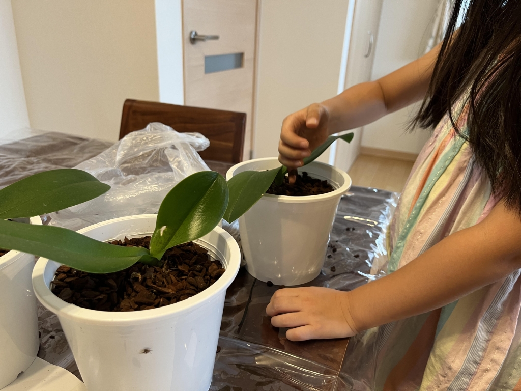 その胡蝶蘭 枯れたと思っていませんか まだ枯れてない 胡蝶蘭の咲き終わりと胡蝶蘭を蘇らせる方法 らんや T I M E S