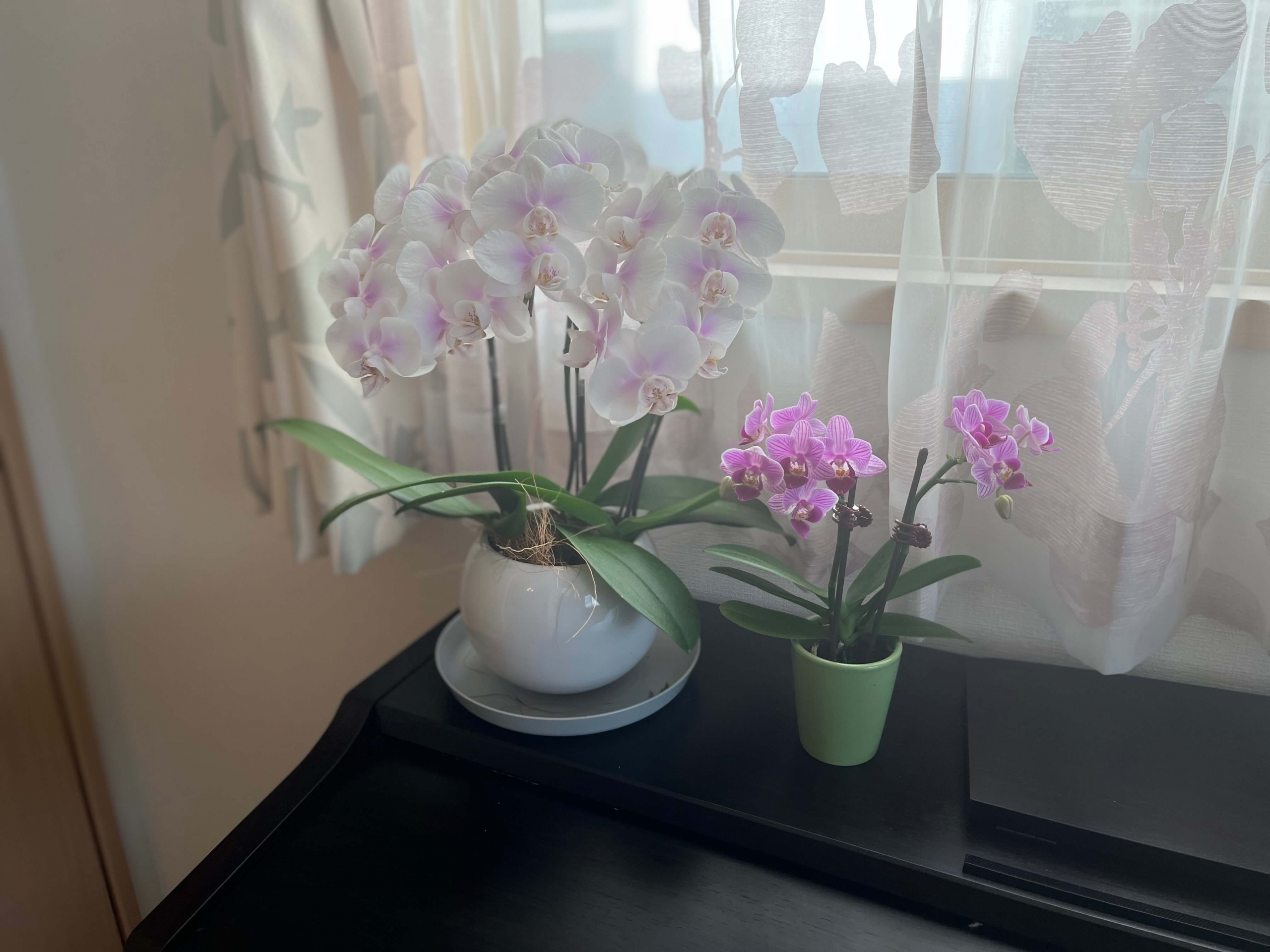 素人が自宅で育てる胡蝶蘭 花が終わっても生き続ける胡蝶蘭の株 – らん