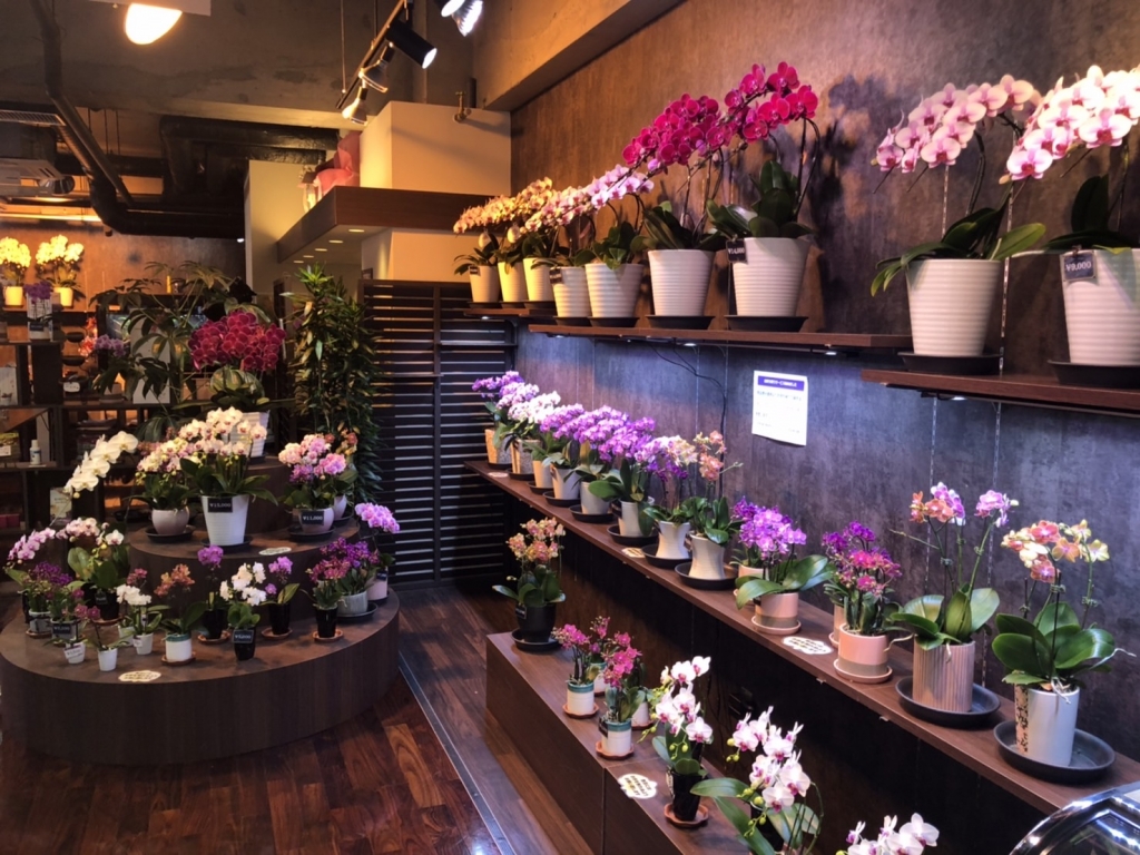 東京都内の胡蝶蘭専門店「らんや 小石川店」 – らんや T I M E S