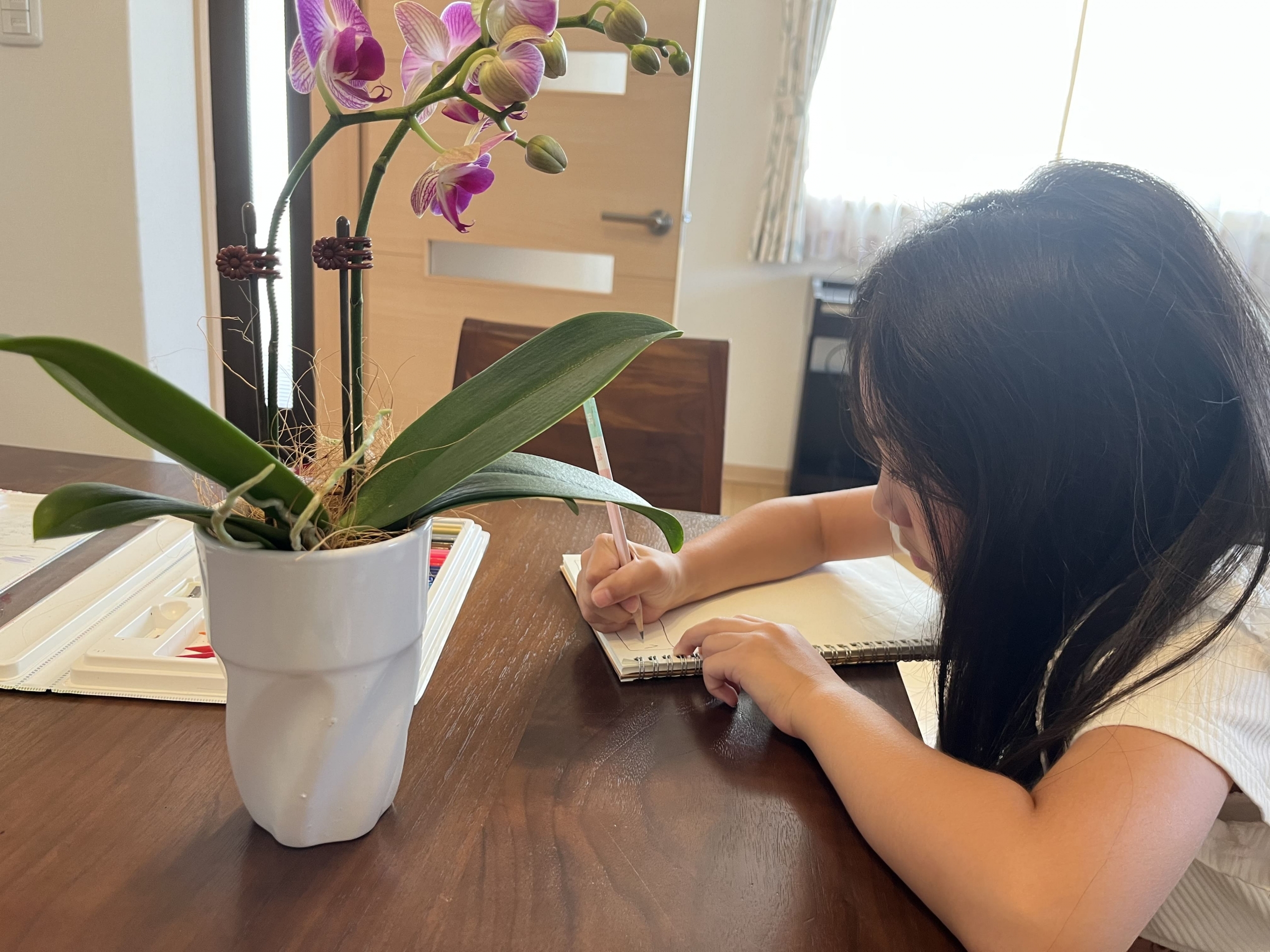 夏休みの自由研究【胡蝶蘭の観察日記】～高級花「胡蝶蘭」は小学
