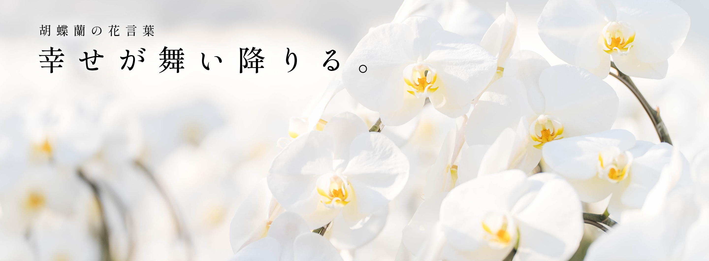 幸せが舞い降りる。