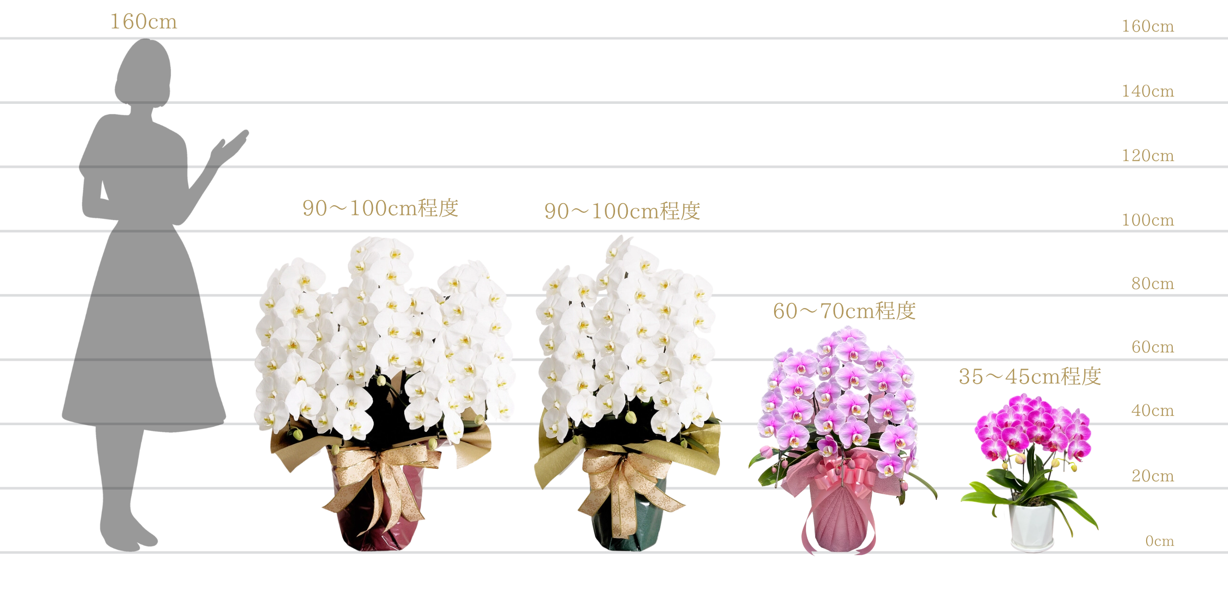 鉢のサイズ（高さ）